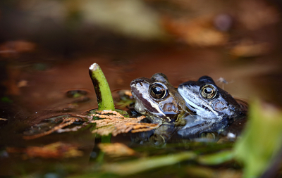 <i class='fa fa-user'></i>&nbsp;Pieter  LJ&nbsp;|  Bruine Kikker&nbsp; <i class='fa fa-eye'>&nbsp;105</i> &nbsp;<i class='fa fa-thumbs-up'>&nbsp;2</i> &nbsp; <i class='fa fa-comment-o'>&nbsp;4</i>