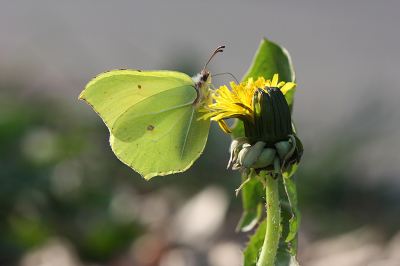 <i class='fa fa-user'></i>&nbsp;Paul Vandebroek&nbsp;|  Citroenvlinder&nbsp; <i class='fa fa-eye'>&nbsp;71</i> &nbsp;<i class='fa fa-thumbs-up'>&nbsp;5</i> &nbsp; <i class='fa fa-comment-o'>&nbsp;4</i>