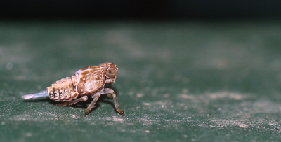 <i class='fa fa-user'></i>&nbsp;rixte&nbsp;|  Klimopkevercicade&nbsp; <i class='fa fa-eye'>&nbsp;84</i> &nbsp;<i class='fa fa-thumbs-up'>&nbsp;3</i> &nbsp; <i class='fa fa-comment-o'>&nbsp;7</i>