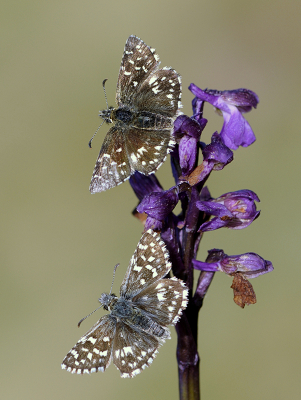 <i class='fa fa-user'></i>&nbsp;Mignon-Creative&nbsp;|  Aardbeivlinder&nbsp; <i class='fa fa-eye'>&nbsp;127</i> &nbsp;<i class='fa fa-thumbs-up'>&nbsp;16</i> &nbsp; <i class='fa fa-comment-o'>&nbsp;5</i>