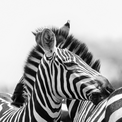 <i class='fa fa-user'></i>&nbsp;harrie69&nbsp;|  Gewone Zebra&nbsp; <i class='fa fa-eye'>&nbsp;65</i> &nbsp; <i class='fa fa-comment-o'>&nbsp;1</i>