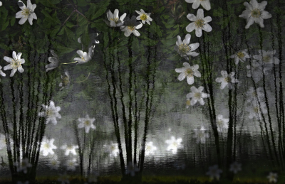 <i class='fa fa-user'></i>&nbsp;liesbeth van vliet&nbsp;|  Bosanemoon in vijver&nbsp; <i class='fa fa-eye'>&nbsp;152</i> &nbsp;<i class='fa fa-thumbs-up'>&nbsp;14</i> &nbsp; <i class='fa fa-comment-o'>&nbsp;13</i>