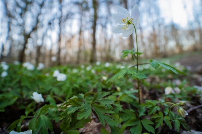 <i class='fa fa-user'></i>&nbsp;Arjen Drost&nbsp;|  Bosanemoon&nbsp; <i class='fa fa-eye'>&nbsp;92</i> &nbsp; <i class='fa fa-comment-o'>&nbsp;8</i>