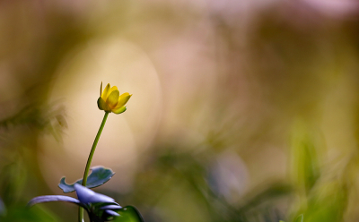 <i class='fa fa-user'></i>&nbsp;Pieter  LJ&nbsp;|  Gewoon Speenkruid&nbsp; <i class='fa fa-eye'>&nbsp;74</i> &nbsp;<i class='fa fa-thumbs-up'>&nbsp;8</i> &nbsp; <i class='fa fa-comment-o'>&nbsp;6</i>