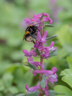 <i class='fa fa-user'></i>&nbsp;Tim Oord&nbsp;|  Aardhommel & Holwortel&nbsp; <i class='fa fa-eye'>&nbsp;48</i> &nbsp; <i class='fa fa-comment-o'>&nbsp;2</i>