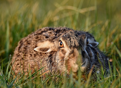 <i class='fa fa-user'></i>&nbsp;robert-jan&nbsp;|  Haas&nbsp; <i class='fa fa-eye'>&nbsp;61</i> &nbsp; <i class='fa fa-comment-o'>&nbsp;1</i>