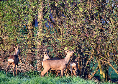 <i class='fa fa-user'></i>&nbsp;robert-jan&nbsp;|  Ree&nbsp; <i class='fa fa-eye'>&nbsp;65</i> &nbsp; <i class='fa fa-comment-o'>&nbsp;2</i>