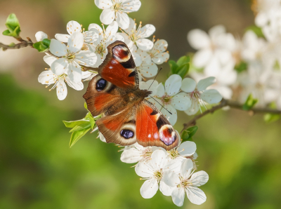 <i class='fa fa-user'></i>&nbsp;Jurgen Maassen&nbsp;|  Dagpauwoog&nbsp; <i class='fa fa-eye'>&nbsp;107</i> &nbsp;<i class='fa fa-thumbs-up'>&nbsp;9</i> &nbsp; <i class='fa fa-comment-o'>&nbsp;7</i>