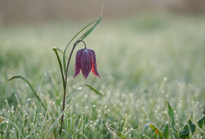 Er zijn hier in Zwolle al weer plekken waar enkele kievitsbloemen staan, vanmorgen vroeg opgestaan en net voor zonsopkomst deze foto genomen van een nog bevroren bloem.