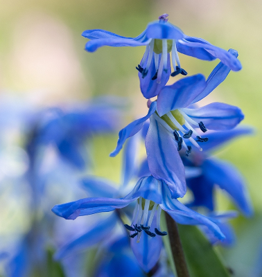 <i class='fa fa-user'></i>&nbsp;Tim Oord&nbsp;|  Oosterse Sterhyacint&nbsp; <i class='fa fa-eye'>&nbsp;46</i> &nbsp;<i class='fa fa-thumbs-up'>&nbsp;2</i> &nbsp; <i class='fa fa-comment-o'>&nbsp;0</i>