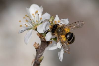 <i class='fa fa-user'></i>&nbsp;Johan van Gurp&nbsp;|  Grasbij&nbsp; <i class='fa fa-eye'>&nbsp;54</i> &nbsp; <i class='fa fa-comment-o'>&nbsp;4</i>