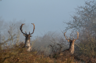 <i class='fa fa-user'></i>&nbsp;Eef Kieft&nbsp;|  Damhert&nbsp; <i class='fa fa-eye'>&nbsp;80</i> &nbsp;<i class='fa fa-thumbs-up'>&nbsp;1</i> &nbsp; <i class='fa fa-comment-o'>&nbsp;3</i>