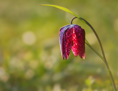 <i class='fa fa-user'></i>&nbsp;janvangastel&nbsp;|  Wilde Kievitsbloem&nbsp; <i class='fa fa-eye'>&nbsp;76</i> &nbsp;<i class='fa fa-thumbs-up'>&nbsp;2</i> &nbsp; <i class='fa fa-comment-o'>&nbsp;4</i>