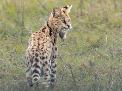 <i class='fa fa-user'></i>&nbsp;harrie69&nbsp;|  Serval&nbsp; <i class='fa fa-eye'>&nbsp;147</i> &nbsp;<i class='fa fa-thumbs-up'>&nbsp;2</i> &nbsp; <i class='fa fa-comment-o'>&nbsp;8</i>