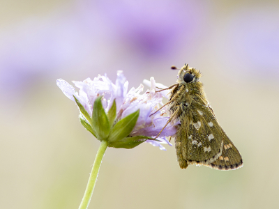 <i class='fa fa-user'></i>&nbsp;Mignon-Creative&nbsp;|  Kommavlinder&nbsp; <i class='fa fa-eye'>&nbsp;94</i> &nbsp;<i class='fa fa-thumbs-up'>&nbsp;10</i> &nbsp; <i class='fa fa-comment-o'>&nbsp;6</i>