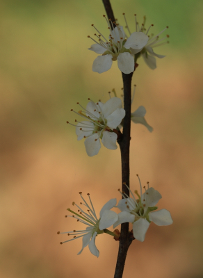 <i class='fa fa-user'></i>&nbsp;Tineke Strijbosch&nbsp;|  Sleedoorn&nbsp; <i class='fa fa-eye'>&nbsp;54</i> &nbsp;<i class='fa fa-thumbs-up'>&nbsp;1</i> &nbsp; <i class='fa fa-comment-o'>&nbsp;7</i>