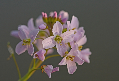 <i class='fa fa-user'></i>&nbsp;Cor&nbsp;|  Pinksterbloem&nbsp; <i class='fa fa-eye'>&nbsp;63</i> &nbsp;<i class='fa fa-thumbs-up'>&nbsp;2</i> &nbsp; <i class='fa fa-comment-o'>&nbsp;6</i>