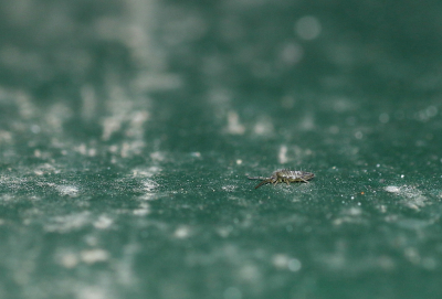 <i class='fa fa-user'></i>&nbsp;rixte&nbsp;|  Entomobrya nivalis&nbsp; <i class='fa fa-eye'>&nbsp;101</i> &nbsp; <i class='fa fa-comment-o'>&nbsp;7</i>