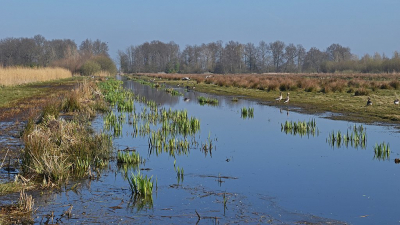 <i class='fa fa-user'></i>&nbsp;kooyammers&nbsp;|  Moerasvorming 1&nbsp; <i class='fa fa-eye'>&nbsp;71</i> &nbsp;<i class='fa fa-thumbs-up'>&nbsp;1</i> &nbsp; <i class='fa fa-comment-o'>&nbsp;1</i>