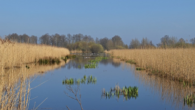 <i class='fa fa-user'></i>&nbsp;kooyammers&nbsp;|  Moerasvorming 2&nbsp; <i class='fa fa-eye'>&nbsp;65</i> &nbsp;<i class='fa fa-thumbs-up'>&nbsp;2</i> &nbsp; <i class='fa fa-comment-o'>&nbsp;2</i>