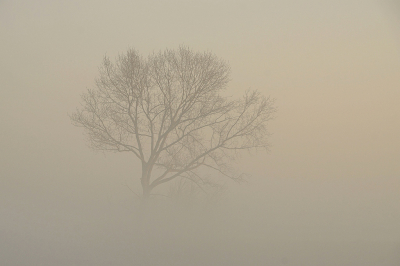 <i class='fa fa-user'></i>&nbsp;Nel R&nbsp;|  Mist in de polder&nbsp; <i class='fa fa-eye'>&nbsp;83</i> &nbsp;<i class='fa fa-thumbs-up'>&nbsp;7</i> &nbsp; <i class='fa fa-comment-o'>&nbsp;8</i>