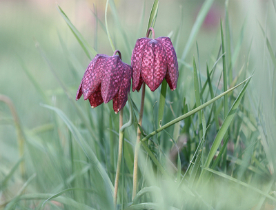 <i class='fa fa-user'></i>&nbsp;Paul Vandebroek&nbsp;|  Wilde Kievitsbloem&nbsp; <i class='fa fa-eye'>&nbsp;75</i> &nbsp;<i class='fa fa-thumbs-up'>&nbsp;3</i> &nbsp; <i class='fa fa-comment-o'>&nbsp;3</i>