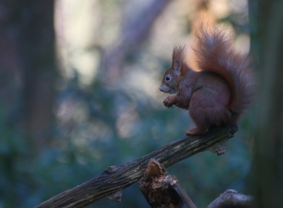 <i class='fa fa-user'></i>&nbsp;Mark de Bruijn&nbsp;|  Eekhoorn&nbsp; <i class='fa fa-eye'>&nbsp;90</i> &nbsp;<i class='fa fa-thumbs-up'>&nbsp;2</i> &nbsp; <i class='fa fa-comment-o'>&nbsp;2</i>