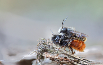 <i class='fa fa-user'></i>&nbsp;Pieter  LJ&nbsp;|  Gehoornde Metselbij&nbsp; <i class='fa fa-eye'>&nbsp;98</i> &nbsp;<i class='fa fa-thumbs-up'>&nbsp;3</i> &nbsp; <i class='fa fa-comment-o'>&nbsp;4</i>