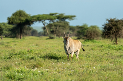 <i class='fa fa-user'></i>&nbsp;harrie69&nbsp;|  Elandantilope&nbsp; <i class='fa fa-eye'>&nbsp;89</i> &nbsp; <i class='fa fa-comment-o'>&nbsp;2</i>