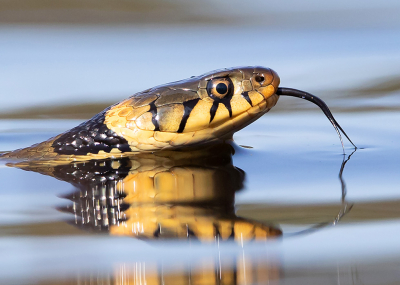 <i class='fa fa-user'></i>&nbsp;Tom&nbsp;|  Barred Grass Snake&nbsp; <i class='fa fa-eye'>&nbsp;197</i> &nbsp;<i class='fa fa-thumbs-up'>&nbsp;24</i> &nbsp; <i class='fa fa-comment-o'>&nbsp;13</i>