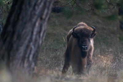 <i class='fa fa-user'></i>&nbsp;Eef Kieft&nbsp;|  Wisent&nbsp; <i class='fa fa-eye'>&nbsp;92</i> &nbsp; <i class='fa fa-comment-o'>&nbsp;1</i>