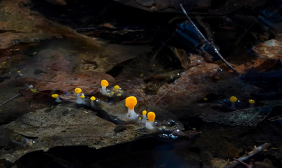 <i class='fa fa-user'></i>&nbsp;nelappelmelk&nbsp;|  Beekmijtertje&nbsp; <i class='fa fa-eye'>&nbsp;187</i> &nbsp;<i class='fa fa-thumbs-up'>&nbsp;15</i> &nbsp; <i class='fa fa-comment-o'>&nbsp;10</i>