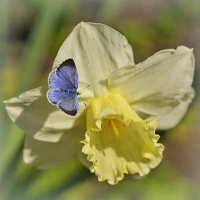 <i class='fa fa-user'></i>&nbsp;Nel R&nbsp;|  Boomblauwtje&nbsp; <i class='fa fa-eye'>&nbsp;113</i> &nbsp;<i class='fa fa-thumbs-up'>&nbsp;9</i> &nbsp; <i class='fa fa-comment-o'>&nbsp;6</i>