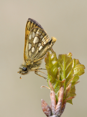 <i class='fa fa-user'></i>&nbsp;Mignon-Creative&nbsp;|  Bont Dikkopje&nbsp; <i class='fa fa-eye'>&nbsp;82</i> &nbsp;<i class='fa fa-thumbs-up'>&nbsp;7</i> &nbsp; <i class='fa fa-comment-o'>&nbsp;1</i>