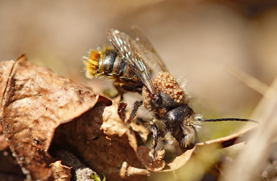 <i class='fa fa-user'></i>&nbsp;Pieter  LJ&nbsp;|  Metselbij-mijt&nbsp; <i class='fa fa-eye'>&nbsp;103</i> &nbsp; <i class='fa fa-comment-o'>&nbsp;3</i>