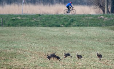 <i class='fa fa-user'></i>&nbsp;Eef Kieft&nbsp;|  Haas&nbsp; <i class='fa fa-eye'>&nbsp;118</i> &nbsp; <i class='fa fa-comment-o'>&nbsp;2</i>