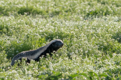 <i class='fa fa-user'></i>&nbsp;harrie69&nbsp;|  Honingdas&nbsp; <i class='fa fa-eye'>&nbsp;118</i> &nbsp;<i class='fa fa-thumbs-up'>&nbsp;2</i> &nbsp; <i class='fa fa-comment-o'>&nbsp;1</i>