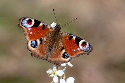 <i class='fa fa-user'></i>&nbsp;Johan van Gurp&nbsp;|  Dagpauwoog&nbsp; <i class='fa fa-eye'>&nbsp;93</i> &nbsp;<i class='fa fa-thumbs-up'>&nbsp;9</i> &nbsp; <i class='fa fa-comment-o'>&nbsp;6</i>