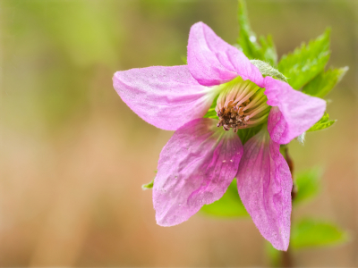 <i class='fa fa-user'></i>&nbsp;janvangastel&nbsp;|  Prachtframboos&nbsp; <i class='fa fa-eye'>&nbsp;53</i> &nbsp; <i class='fa fa-comment-o'>&nbsp;3</i>