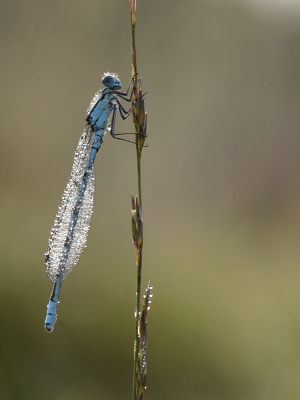 <i class='fa fa-user'></i>&nbsp;Mignon-Creative&nbsp;|  Watersnuffel&nbsp; <i class='fa fa-eye'>&nbsp;77</i> &nbsp;<i class='fa fa-thumbs-up'>&nbsp;4</i> &nbsp; <i class='fa fa-comment-o'>&nbsp;2</i>