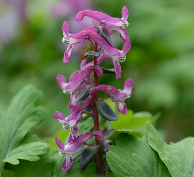 <i class='fa fa-user'></i>&nbsp;Tim Oord&nbsp;|  Holwortel&nbsp; <i class='fa fa-eye'>&nbsp;66</i> &nbsp;<i class='fa fa-thumbs-up'>&nbsp;2</i> &nbsp; <i class='fa fa-comment-o'>&nbsp;5</i>