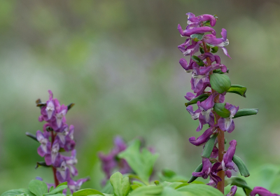 <i class='fa fa-user'></i>&nbsp;Tim Oord&nbsp;|  Holwortel&nbsp; <i class='fa fa-eye'>&nbsp;53</i> &nbsp; <i class='fa fa-comment-o'>&nbsp;0</i>