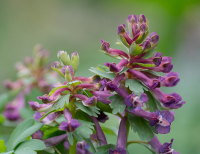 <i class='fa fa-user'></i>&nbsp;Tim Oord&nbsp;|  Vingerhelmbloem&nbsp; <i class='fa fa-eye'>&nbsp;65</i> &nbsp; <i class='fa fa-comment-o'>&nbsp;1</i>