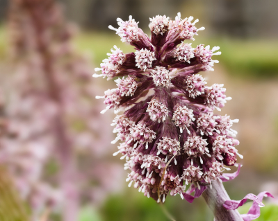 <i class='fa fa-user'></i>&nbsp;janvangastel&nbsp;|  Groot Hoefblad&nbsp; <i class='fa fa-eye'>&nbsp;58</i> &nbsp;<i class='fa fa-thumbs-up'>&nbsp;1</i> &nbsp; <i class='fa fa-comment-o'>&nbsp;4</i>