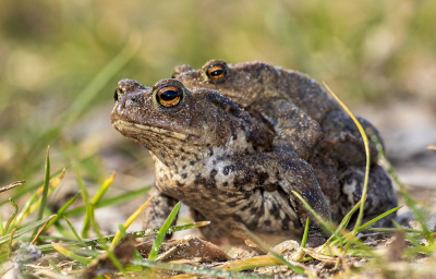 <i class='fa fa-user'></i>&nbsp;Bertus&nbsp;|  Gewone Pad&nbsp; <i class='fa fa-eye'>&nbsp;83</i> &nbsp;<i class='fa fa-thumbs-up'>&nbsp;8</i> &nbsp; <i class='fa fa-comment-o'>&nbsp;4</i>