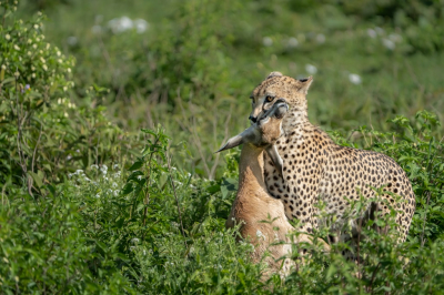 <i class='fa fa-user'></i>&nbsp;harrie69&nbsp;|  Jachtluipaard&nbsp; <i class='fa fa-eye'>&nbsp;117</i> &nbsp;<i class='fa fa-thumbs-up'>&nbsp;1</i> &nbsp; <i class='fa fa-comment-o'>&nbsp;2</i>