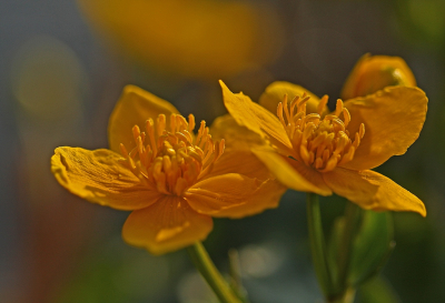 <i class='fa fa-user'></i>&nbsp;Cor&nbsp;|  Dotterbloem&nbsp; <i class='fa fa-eye'>&nbsp;88</i> &nbsp;<i class='fa fa-thumbs-up'>&nbsp;8</i> &nbsp; <i class='fa fa-comment-o'>&nbsp;8</i>