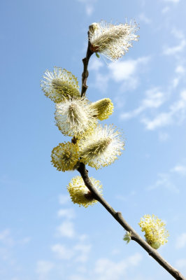 <i class='fa fa-user'></i>&nbsp;ko katsman&nbsp;|  Wilg sp.&nbsp; <i class='fa fa-eye'>&nbsp;102</i> &nbsp;<i class='fa fa-thumbs-up'>&nbsp;2</i> &nbsp; <i class='fa fa-comment-o'>&nbsp;3</i>