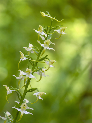 <i class='fa fa-user'></i>&nbsp;Mignon-Creative&nbsp;|  Bergnachtorchis&nbsp; <i class='fa fa-eye'>&nbsp;81</i> &nbsp;<i class='fa fa-thumbs-up'>&nbsp;3</i> &nbsp; <i class='fa fa-comment-o'>&nbsp;3</i>