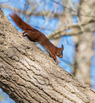 <i class='fa fa-user'></i>&nbsp;Eef Kieft&nbsp;|  Eekhoorn&nbsp; <i class='fa fa-eye'>&nbsp;97</i> &nbsp; <i class='fa fa-comment-o'>&nbsp;2</i>